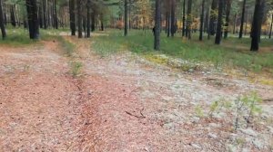 Сбор Белых грибов в сосновом Бору.