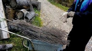 Спасти картофель от мышей в подвале