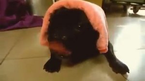 Французский бульдог издаёт звуки дизельного двигателя