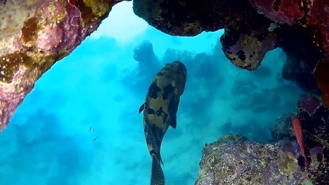 Malabar Grouper (Epinephelus Malabaricus), Малабарский морской окунь