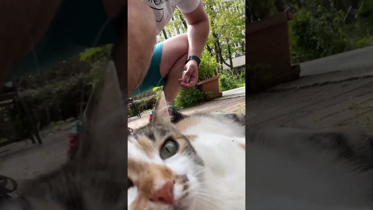 Кот дома! А также в кадре красивый кот на улице! Черепаший окрас! Красавцы! #котдома #домсремонтом