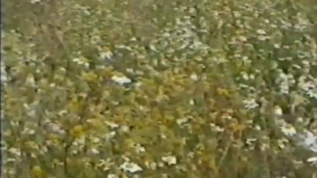 Виктор Коблов. Сонет Доверию смотреть онлайн