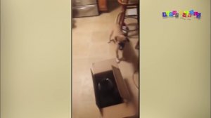 Кошки и собаки - друзья, или враги. Приколы кошки с собаками.