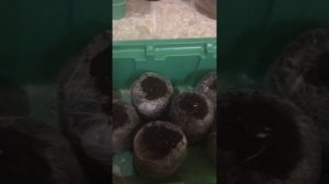 Посадка эстрагона.