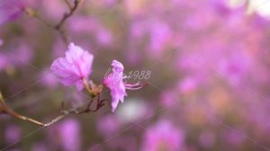 beautiful Rhododendron