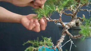 Cypress Workshop | Cascade Style | Bonsai Basics | Bonsai Beginners