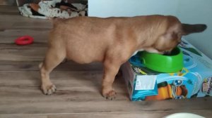 Щенок ест ( как ест щенок французского бульдога)