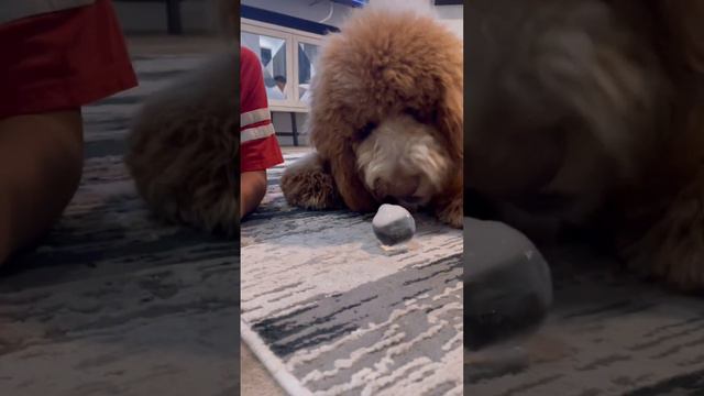 Giant Dog playing with ice #dog #goldendoodle #love #viral #happy #dogs #shortsvideo #doglover #cut