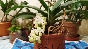 Орхидея Ринхостилис гигантея Альба или хариссонианум распускает цветы!