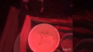 Кормление теленка от 1 месяца до 2 месяцев