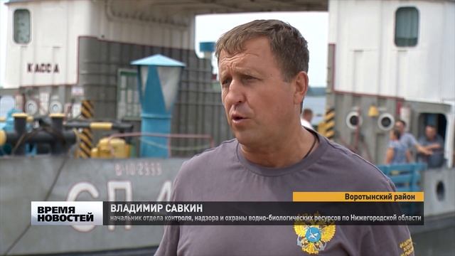 Мальков краснокнижной стерляди выпустили в Волгу в Нижегородской области смотреть онлайн