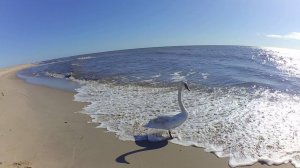 Baltic Sea. Swan. Xiaomi Yi...