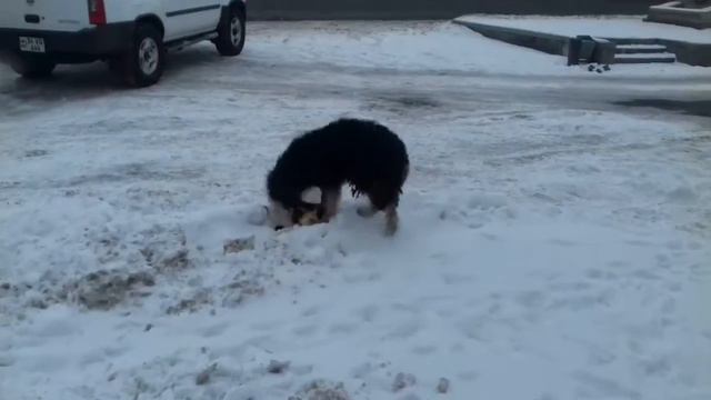 Дружная игра собаки с кошкой смотреть онлайн