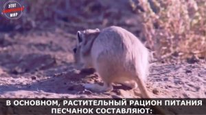 Песчанка - миниатюрный грызун с большими глазами прямиком из пустыни. Интересные факты о Песчанке