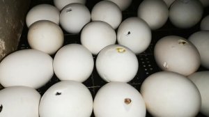 Гусята наклюнулись что я делаю дальше