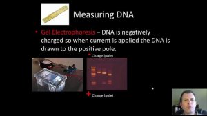 Unit 3. Chapter 10. Molecular Biology