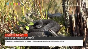 ТИХИЕ И ОПАСНЫЕ ЗМЕИ
