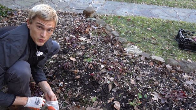 Heuchera Coral Bells Spring Cleaning смотреть онлайн