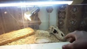 Сколько стоит содержать бородатую агаму | бородатая агама | ящерица в доме | Сколько стоит