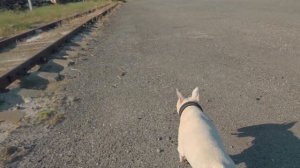 Снапик 🥰 Бультерьер. Открыть новый канал или нет?! 🤔