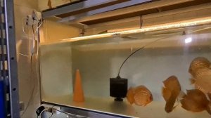 ДИСКУСЫ, Всё своими руками.