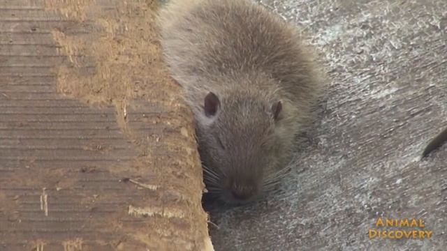 Нутрия - Coypu