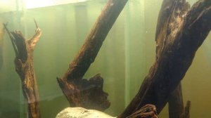 Большой аквариум травник высотой 110см.