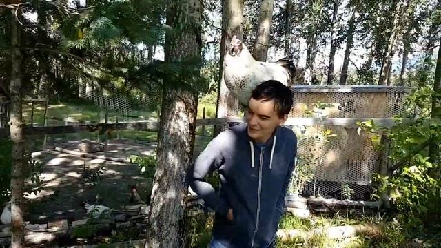 Новый пляж, дрессированный петух, стая канадских гусей смотреть онлайн