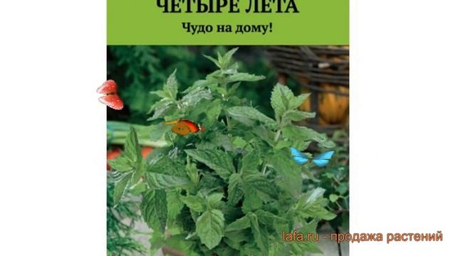 Мята овощная Забава (zabava) ? овощная мята Забава обзор: как сажать, семена мяты Забава смотреть онлайн