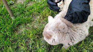 Прививка кошке .Проводим ежегодную вакцинацию дома.Сам себе ветеринар)))