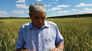 Новый сорт яровой пшеницы Ульяновская 105