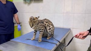 Сервалу Версе делают укол 🥺 serval at the vet 🐆