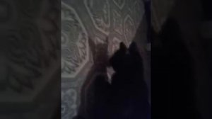 Так коты едят  чеснок .