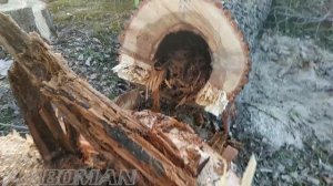 Как срезать тополь при помощи МТМ  How to cut a poplar with the help of a pulling hoist