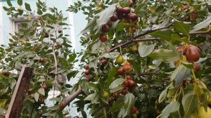 Самое сильное лекарственное растение - Зизифус
