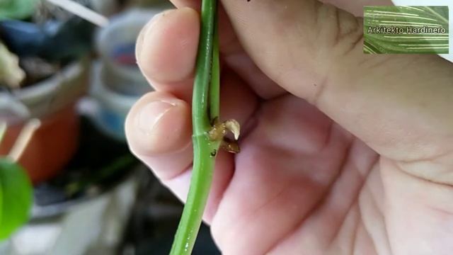 HOW TO PROPAGATE Epipremnum pinnatum 'Cebu Blue' | Cebu Blue Pothos | Cebu Blue Dragon Tail Monster смотреть онлайн