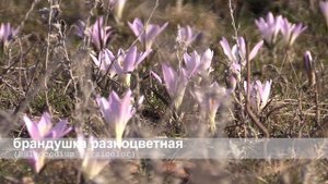 брандушка разноцветная