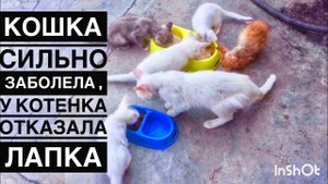 Кошка хочет жить а у маленького отказала лапка, как мы их лечим и кормим.