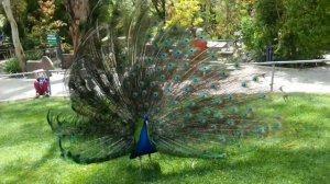 FUN Travel: Gorgeous Peacock @ Gorge Wildlife Park