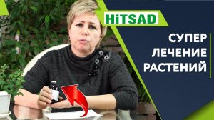 ЛУЧШАЯ БОРЬБА С БОЛЕЗНЯМИ РАСТЕНИЙ ✔️ Фармайод Для Растений ✔️ Советы От Хитсад ТВ