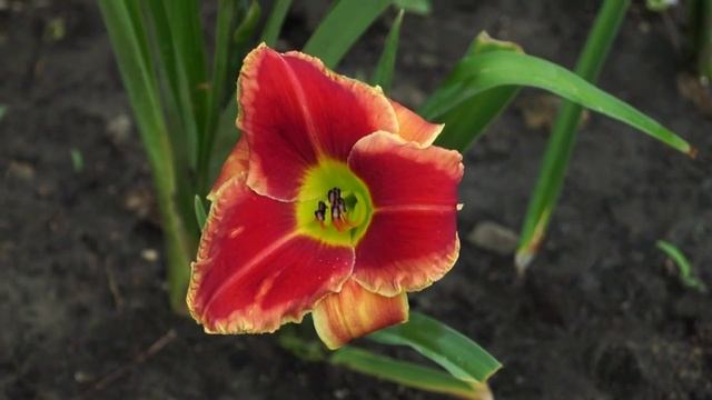 лилейник Fire and Fog смотреть онлайн