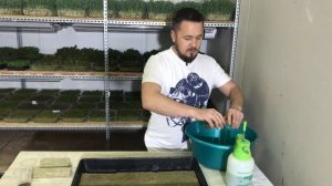 Что такое микрозелень, польза? Как выращивать микрозелень в домашних условиях?