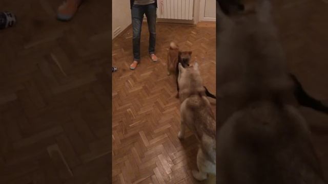 Забираем Дюка - Тайши бесится с таксой смотреть онлайн