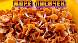 Грибы лисички идут полным ходом сейчас в Подмосковье