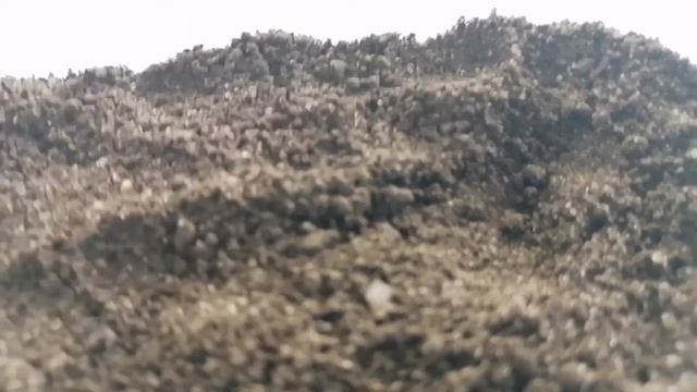 Как сделать инкубатор для яиц ящерицы. смотреть онлайн