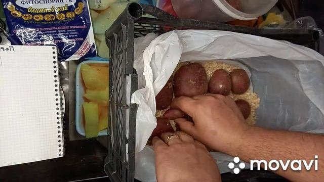 ПРОРАЩИВАНИЕ КАРТОФЕЛЯ. СЕМЕННОЙ КАРТОФЕЛЬ И КАК ЕГО ПРОРАСТИТЬ В ОПИЛКАХ
