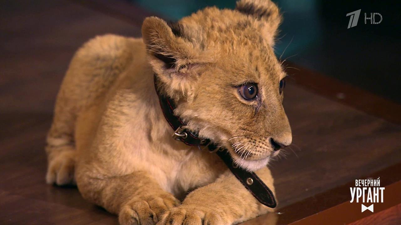 Ми-ми-ми. Вечерний Ургант. Фрагмент выпуска от 27.05.2021