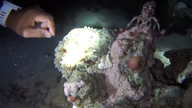 Осьминог ночью смотреть онлайн