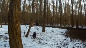 Щенок Русско-европейской лайки 6 месяцев.