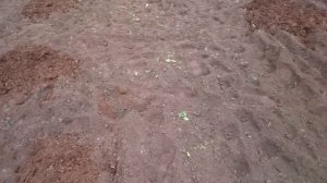 НАВОЗ ПОД ЧЕСНОК !